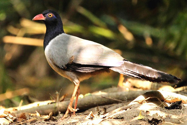 Photograph of Coral-billed Ground Cuckoo