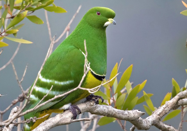 Photograph of Cloven-feathered Dove