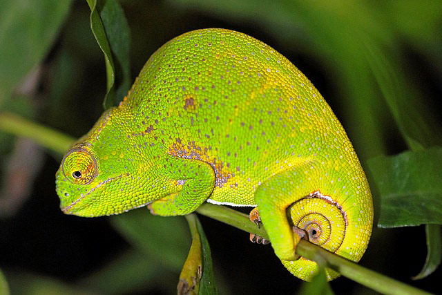 Photograph of Canopy Chameleon