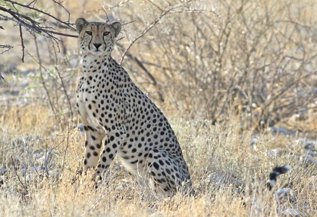 Photograph of Cheetah