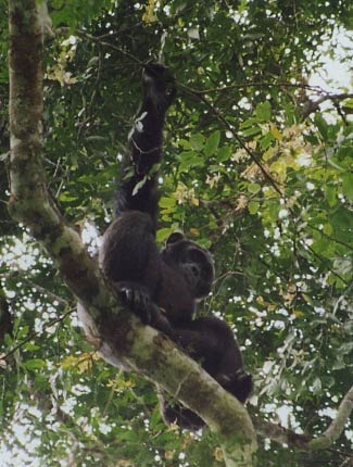 Photograph of Chimpanzee