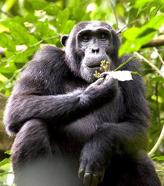 Photograph of Chimpanzee