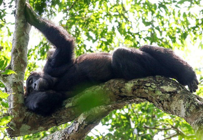 Photograph of Chimpanzee