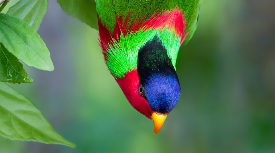 Photograph of Collared Lory