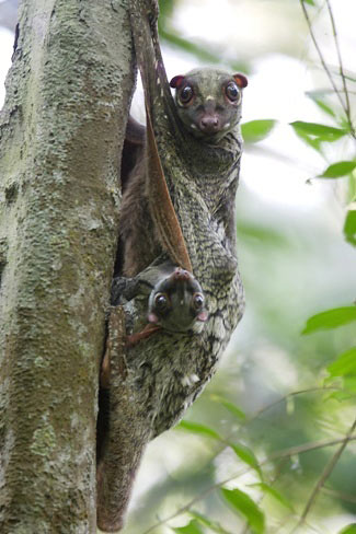 Photograph of Colugo (Sunda Flying Lemur)