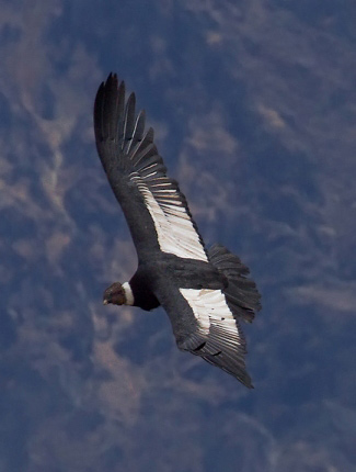 Photograph of Andean Condor