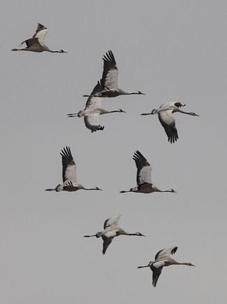 Photograph of Common Cranes
