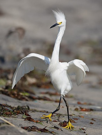 Photograph of Snowy Egret