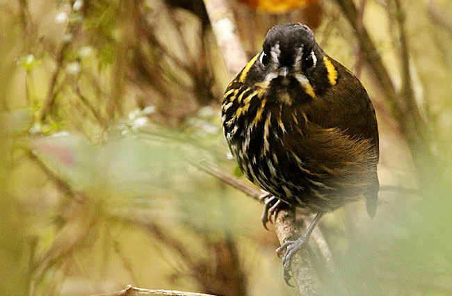 Photograph of Crescent-faced Antpitta