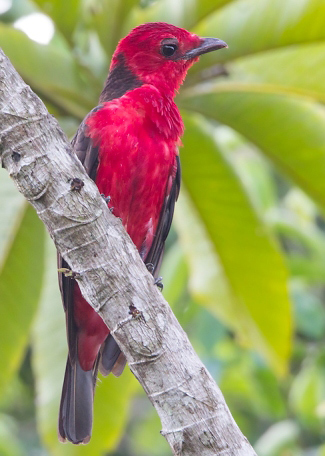 Photograph of Crimson Fruitcrow