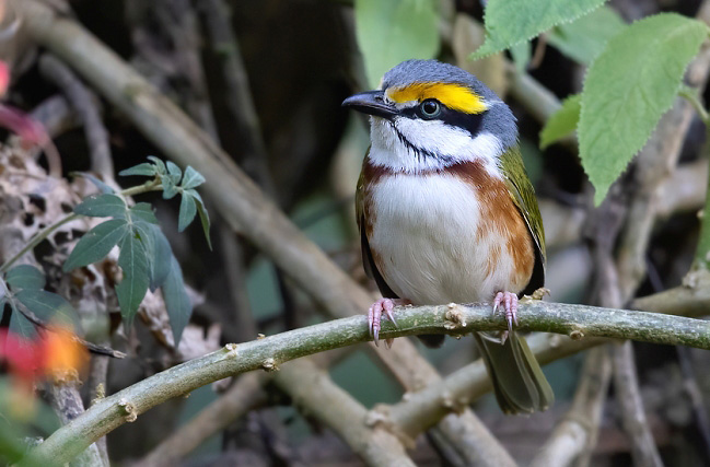 Photograph of Chestnut-sided Shrike-vireo