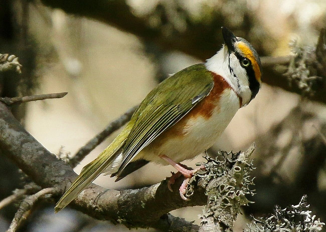 Photograph of Chestnut-sided Shrike Vireo