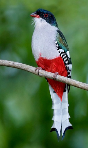 Photograph of Cuban Trogon