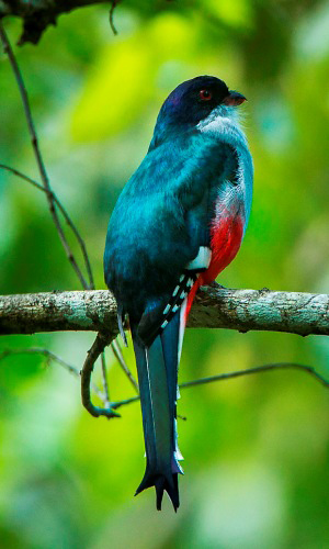 Photograph of Cuban Trogon