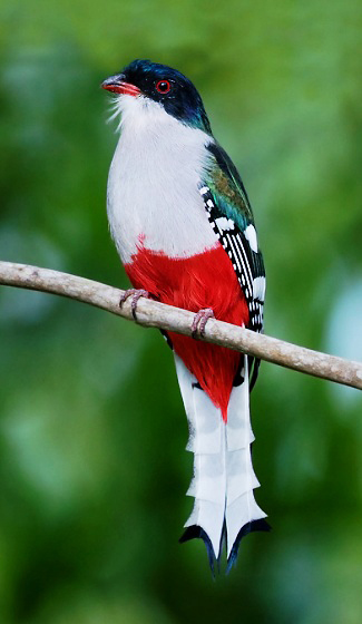 Photograph of Cuban Trogon