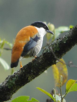 Photograph of Himalayan Cutia