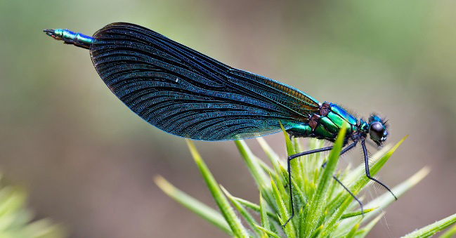 Photograph of Beautiful Demoiselle