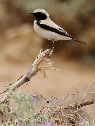 Photograph of Desert Wheatear