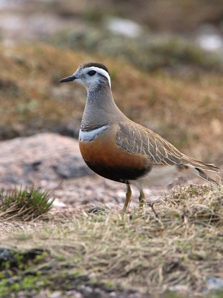 Photograph of Dotterel