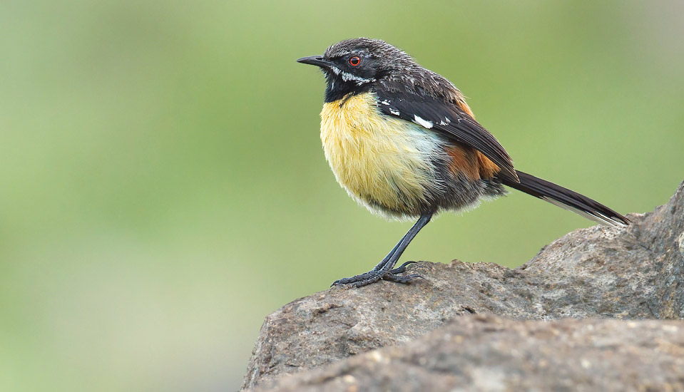 Photograph of Drakensberg Rockjumper