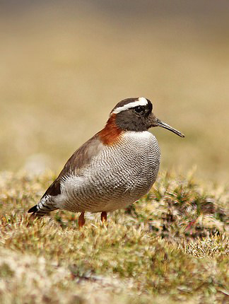 Photograph of Diademed Sandpiper Plover