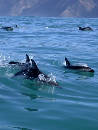 Photograph of Dusky Dolphins