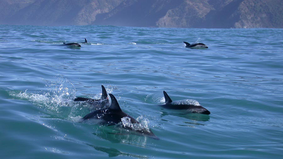 Photograph of Dusky Dolphins