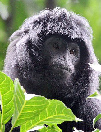 Photograph of Ebony Leaf Monkey