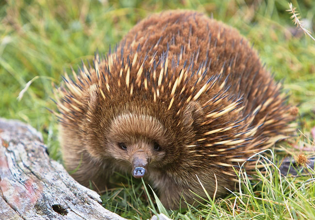 Photograph of Echidna