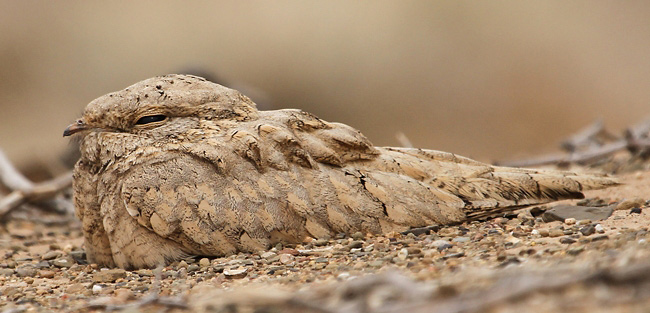 Photograph of Egyptian Nightjar