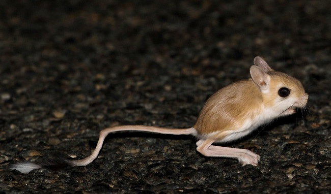 Photograph of Lesser Egyptian Jerboa