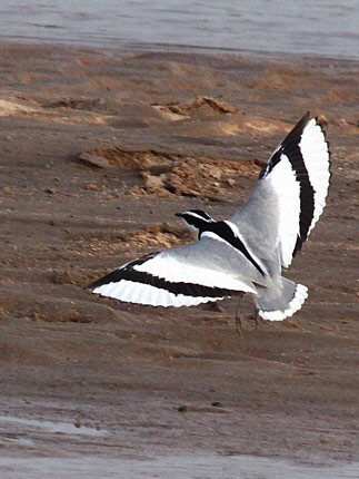 Photograph of Egyptian Plover