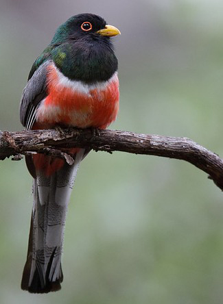 Photograph of Coppery-tailed (Elegant) Trogon