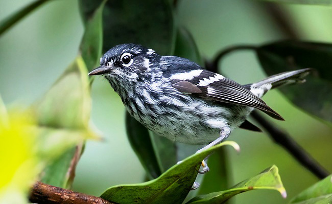 Photograph of Elfin Woods Warbler