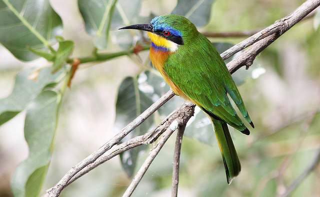 Photograph of Ethiopian Bee-eater