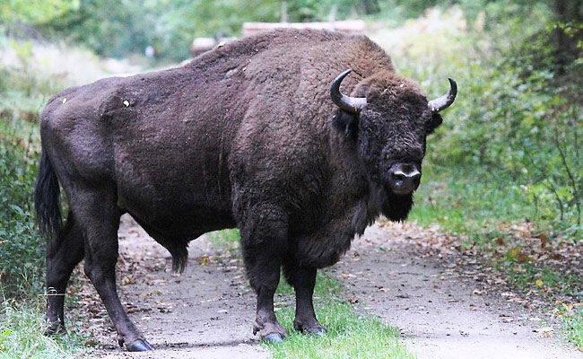 Photograph of European Bison