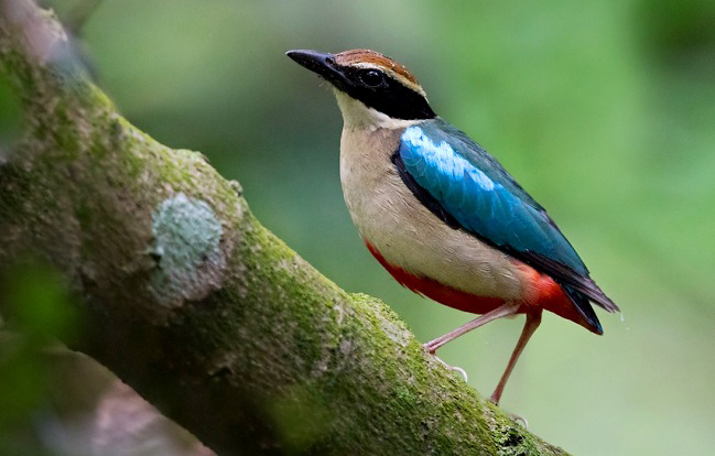 Photograph of Fairy Pitta