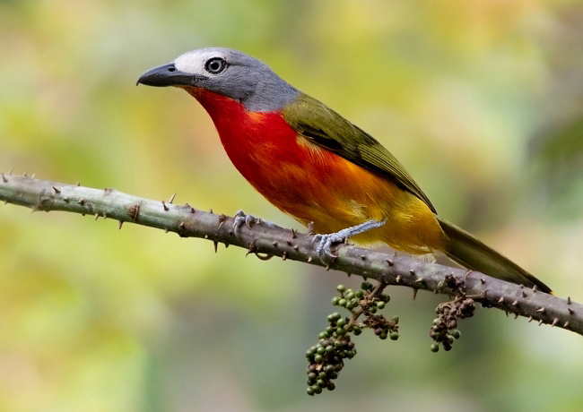 Photograph of Fiery-breasted Bushshrike