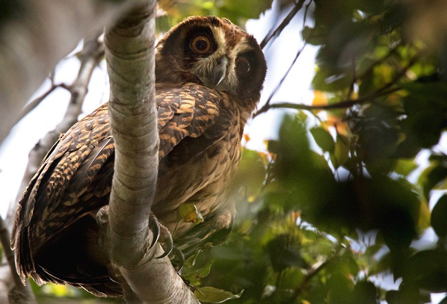 Photograph of Fearful Owl