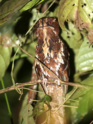 Photograph of Feline Owlet-Nightjar