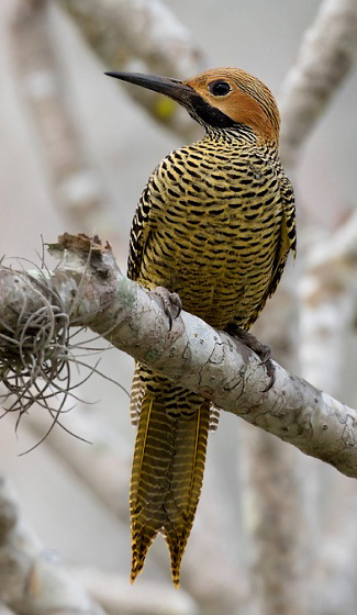 Photograph of Fernandina's Flicker