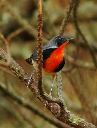 Photograph of Firethroat