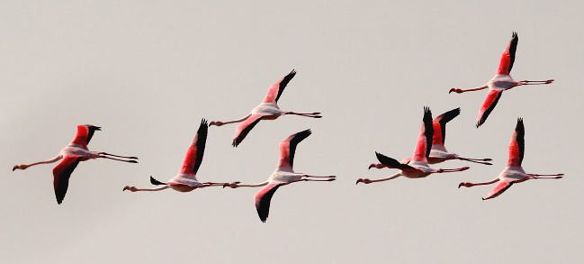Photograph of Greater Flamingoes