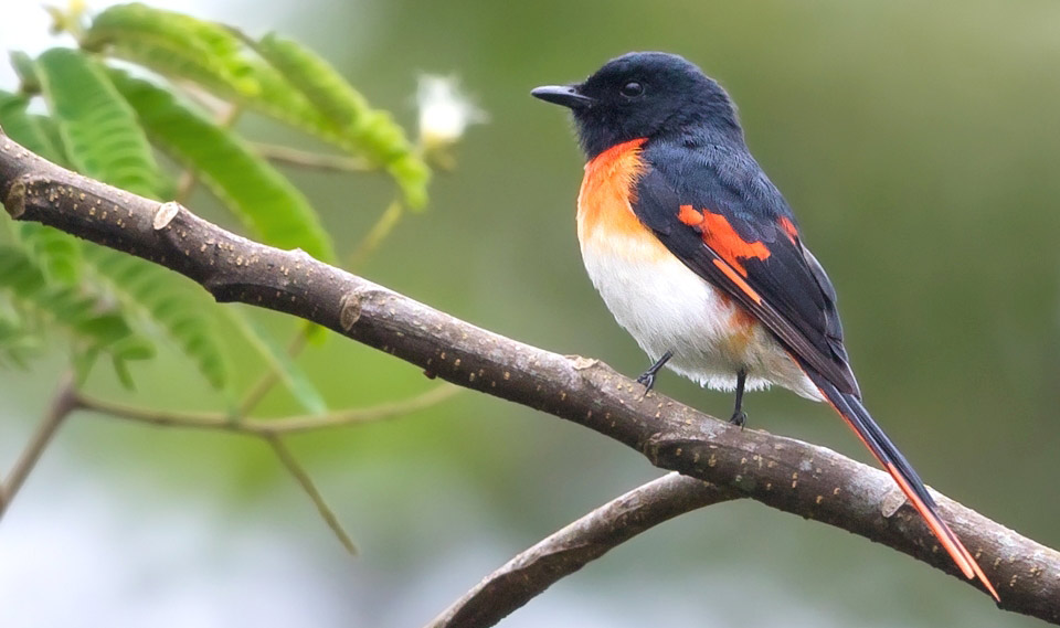 Photograph of Flores Minivet