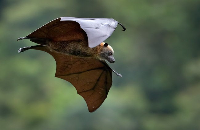 Photograph of Samoan Flying Fox