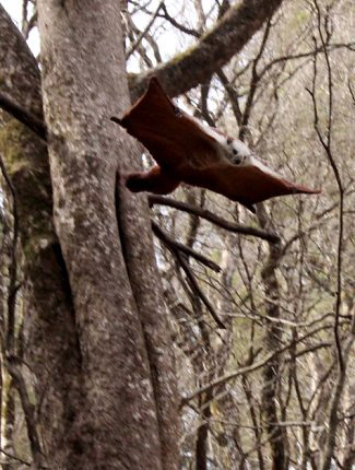 Photograph of Red-and-white Flying Squirrel