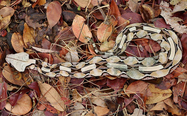 Photograph of Gaboon Viper