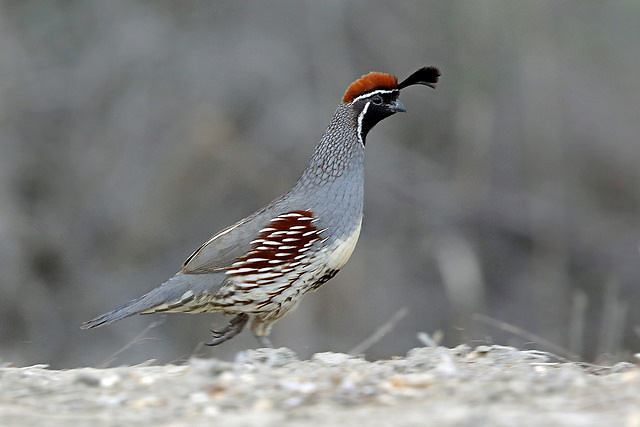 Photograph of Gambel's Quail