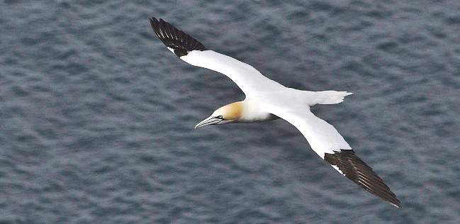 Photograph of Northern Gannet