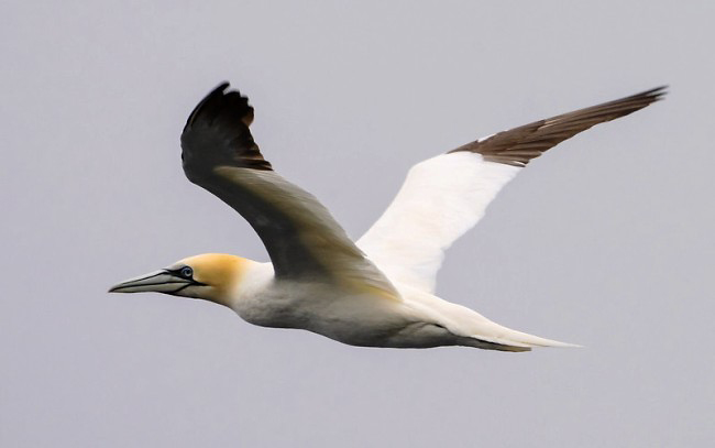 Photograph of Northern Gannet